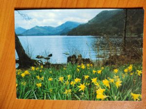 Postcard Daffodils Ullswater