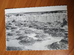 Postcard La Camargue
