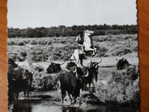 Postcard La Camargue Manade de Cacharel
