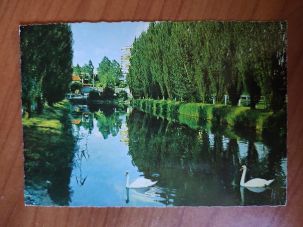 Postcard Swans