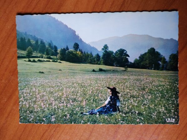 Carte Postale Colchiques