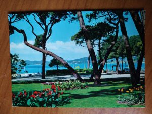 Postcard Jan Les pins