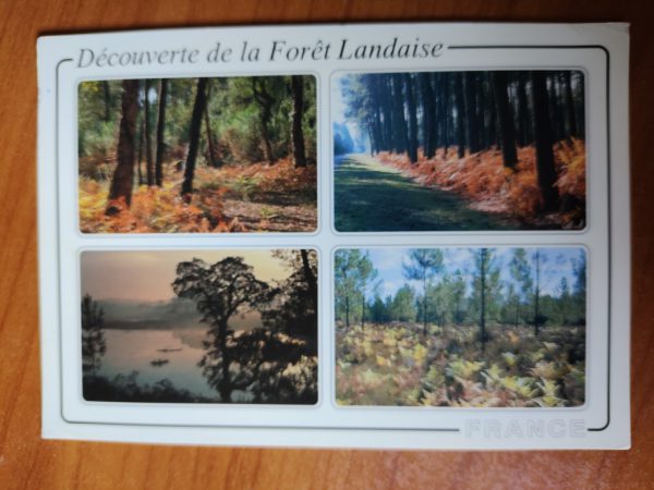 Postcard Foret Landaise