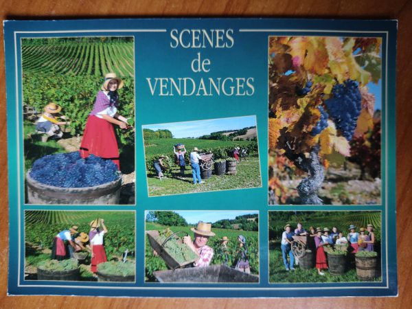 Postcard Scenes de Vendanges