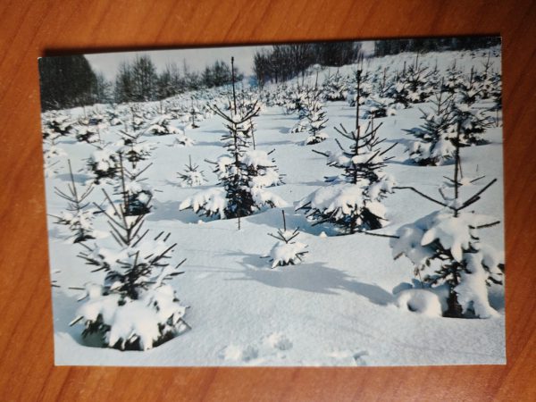 Postcard Trees Snow