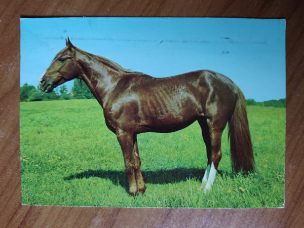 Postcard Horse