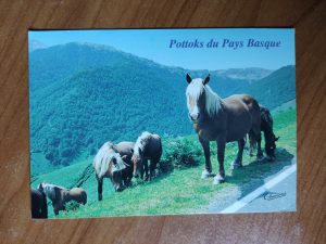 Postcard Pottoks Pays Basque