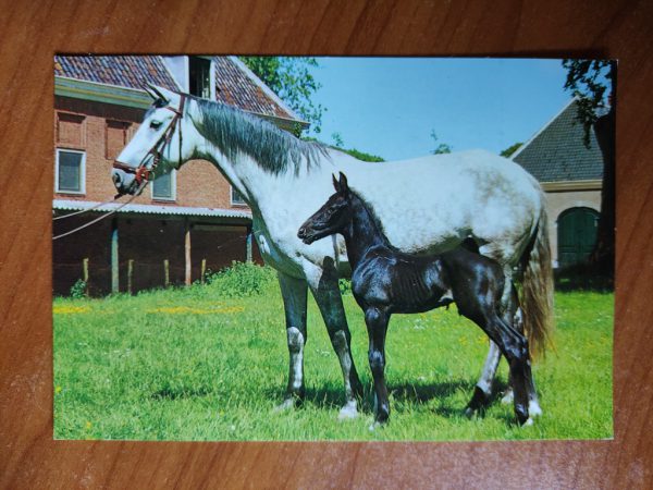 Postcard Horses