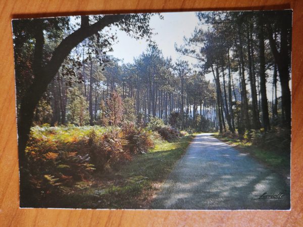 Postcard Foret de Pins