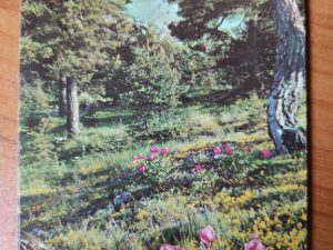 Postcard Greoliers Les Neiges