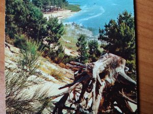 Postcard Foret de Pins