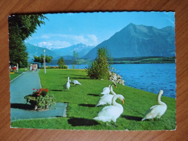 Postcard Goose Thunersee