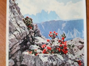 Postcard Flowers Alpenrosen